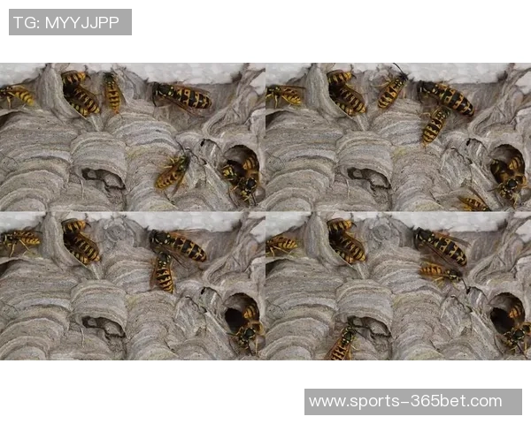 群蜂振翅崛起2026年黄蜂队逆袭背后的秘密与奇迹解析